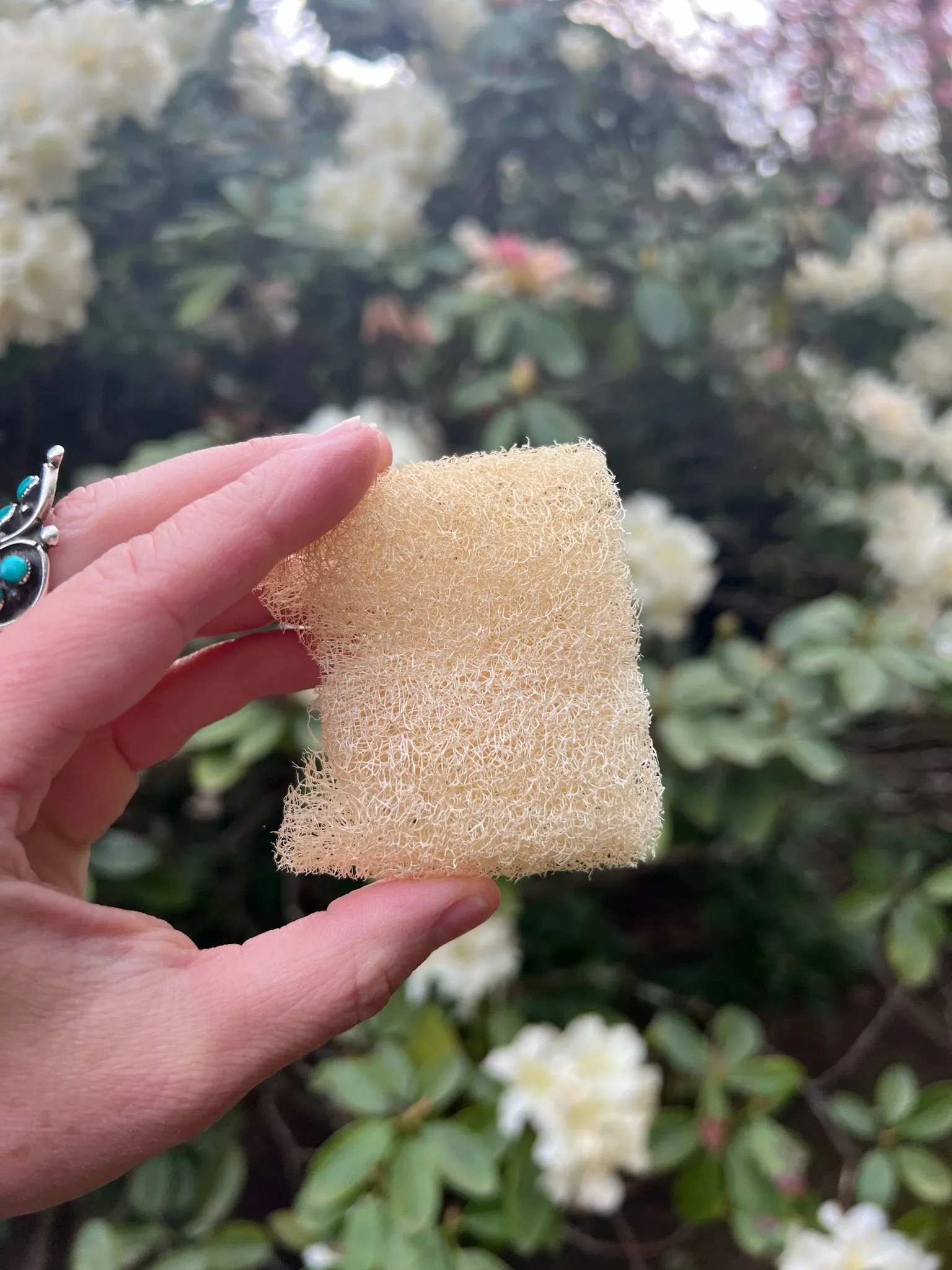 FACIAL LUFFA SPONGE, EXTRA SOFT, USA SUSTAINABLY GROWN - NEW!