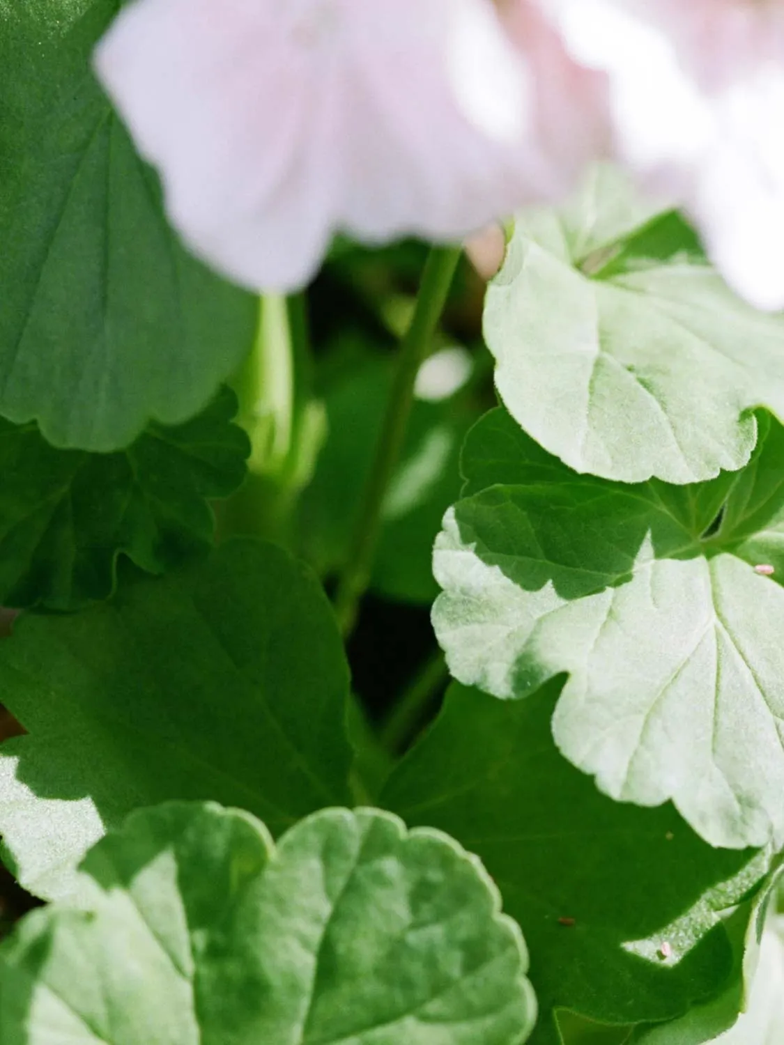 LA Bruket Geranium Hand and Body Wash