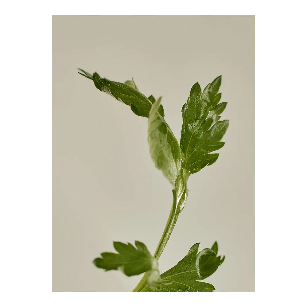Matte Sun Stick: Mugwort Camelia SPF 50  PA    