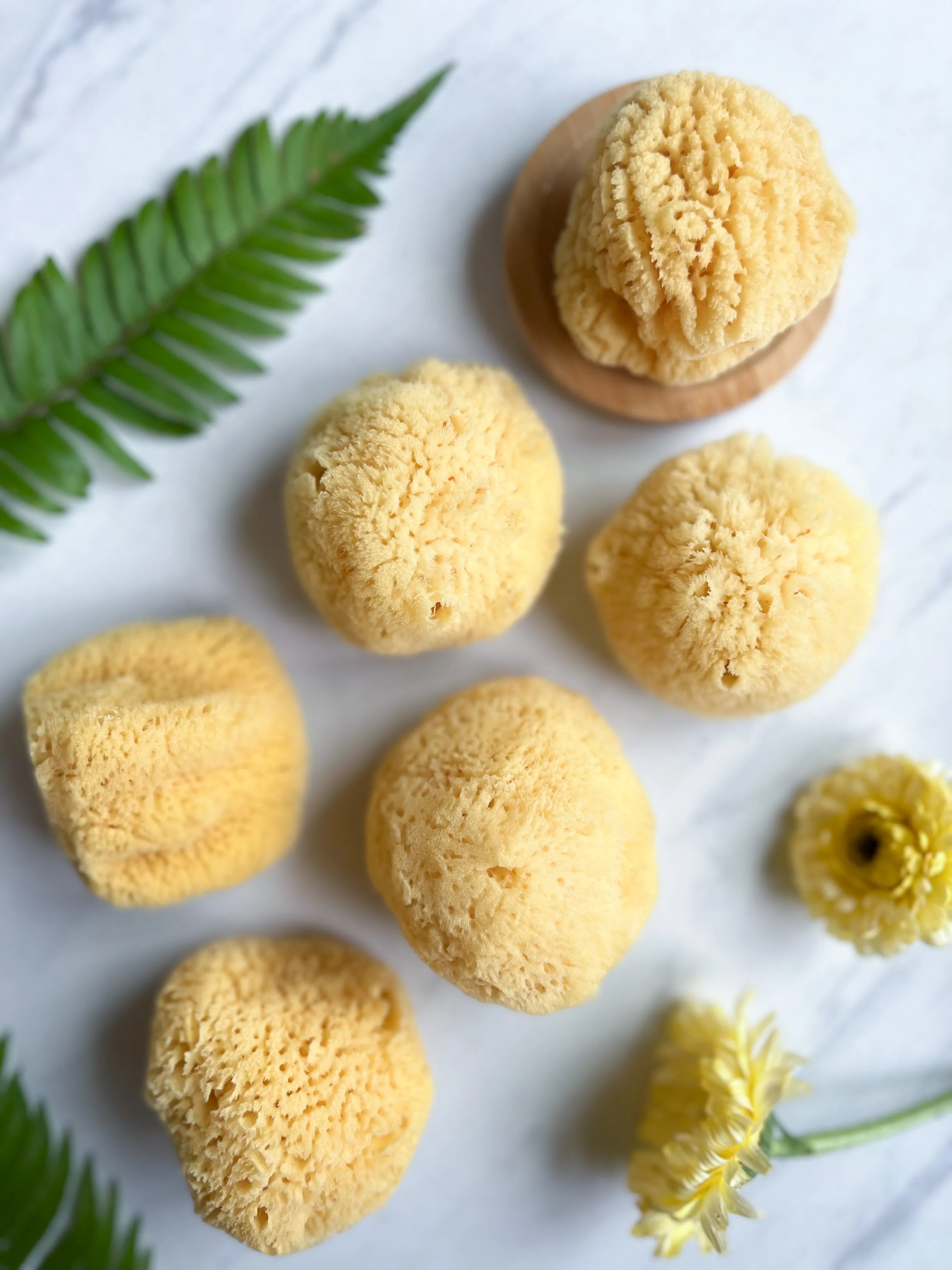 SILK FACIAL SEA SPONGE - CARIBBEAN
